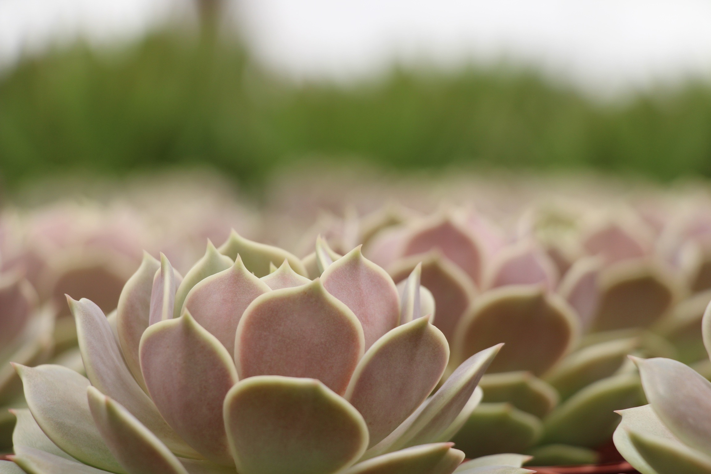 Rancho Vista Nursery in Vista, California. Quality cactus and succulents sold wholesale to the trade and public.